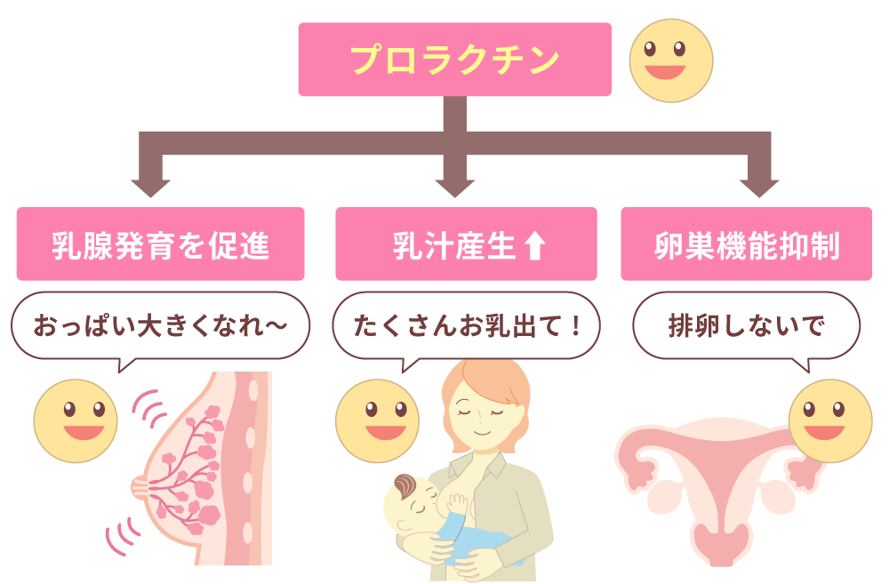 プロラクチンとは